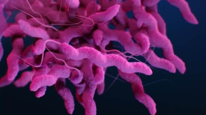 Campylobacter jejuni