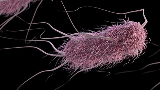 Escherichia coli