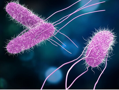 Salmonella spp