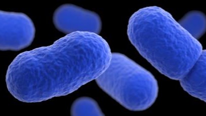 Listeria monocytogenes