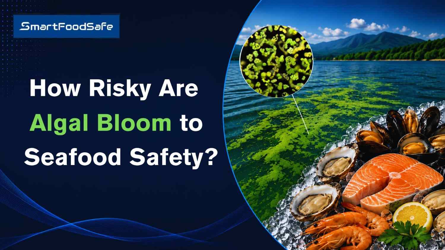 How Harmful Algal Blooms Impact Seafood Safety and Aquaculture